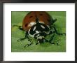 Ladybug by Robert Sisson Limited Edition Pricing Art Print