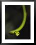 A Rain Forest Whip Snake by Mattias Klum Limited Edition Pricing Art Print