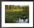 A Loon In Breeding Colors Incubates Its Eggs In Its Nest by Michael S. Quinton Limited Edition Print