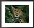 A Jaguar Looks Into The Camera by Steve Winter Limited Edition Print