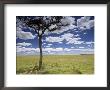 A Male Lion Beneath A Lone Acacia Tree On Open Grassland (Panthera Leo) by Roy Toft Limited Edition Print