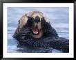 Sea Otters, Alaska, Usa by Daisy Gilardini Limited Edition Print