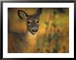 View Of A Juvenile White-Tailed Deer (Odocoileus Virginianus) by Michael Fay Limited Edition Pricing Art Print