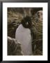 Portrait Of A Rockhopper Penguin by Gordon Wiltsie Limited Edition Print