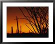 A Flaming Orange Sky Silhouettes Ocotillo And Saguaro Cacti by Bill Hatcher Limited Edition Print