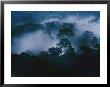 An Early Morning Mist Enshrouds The Danum Valley Rain Forest In Northeastern Borneo by Mattias Klum Limited Edition Print