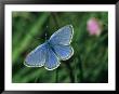 Close View Of A Maculinea Alcon Butterfly by Darlyne A. Murawski Limited Edition Print