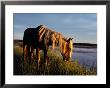 A Chincoteague Stallion Grazes On Marsh Grass by Al Petteway Limited Edition Pricing Art Print