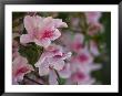 A Close View Of Pink Azalea Blossoms by Raymond Gehman Limited Edition Print