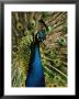 Close View Of A Peacock by George F. Mobley Limited Edition Print