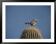 A Cactus Wren Perches On Top Of A Saguaro Cactus by Bates Littlehales Limited Edition Print