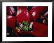 Frog In A Bromeliad Plant by Paul Zahl Limited Edition Print