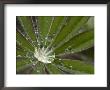 A Close View Of Water In A Lupine Leaf by Taylor S. Kennedy Limited Edition Print