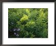 Ferns And Wild Phlox Near The Susquehanna River by Raymond Gehman Limited Edition Print