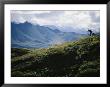 A Photographer Sets Up His Tripod To Shoot The Magnificant 20,000-Foot Mount Mckinley by Joel Sartore Limited Edition Print