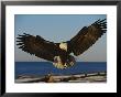 American Bald Eagle Comes In For A Landing by Paul Nicklen Limited Edition Print