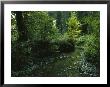 Woodland View With Stream by Klaus Nigge Limited Edition Pricing Art Print