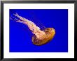 Closeup Of A Captive Jelly In An Aquarium, Boston, Massachusetts by Tim Laman Limited Edition Print