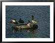Two Pairs Of Mallards Balance On A Floating Tire by Melissa Farlow Limited Edition Print