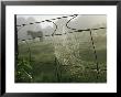 Spider Web On A Wire Fence by James L. Stanfield Limited Edition Print