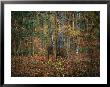 A White-Tailed Deer In An Upland Hardwood Forest by Raymond Gehman Limited Edition Print