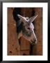 Donkey In Old Town, Siwa, Egypt by John Elk Iii Limited Edition Print