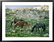 A Group Of Wild Horses Graze In The Pryor Mountains by Raymond Gehman Limited Edition Print