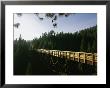 A Cyclist On The Mickelson Trail Bridge Which Runs Through The Heart Of The Black Hills by Bobby Model Limited Edition Print