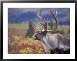 Caribou In Fall Tundra, Denali National Park, Alaska, Usa by Howie Garber Limited Edition Pricing Art Print