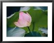 A Chinese Lotus Flower by Jodi Cobb Limited Edition Print