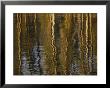 Lodgepole Pine Tree Reflections, Yellowstone Lake by Raymond Gehman Limited Edition Print