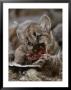 Mountain Lion Cub Feeds On A Mallard Duck by Jim And Jamie Dutcher Limited Edition Print