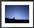 A Twilight View Of A Silhouetted Kangaroo by Jason Edwards Limited Edition Print