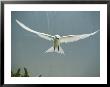 Fairy Tern In Flight by Bates Littlehales Limited Edition Pricing Art Print
