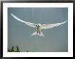 Fairy Tern In Flight by Bates Littlehales Limited Edition Print