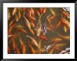 A School Of Colorful Koi Await A Handout Of Food Pellets by Jodi Cobb Limited Edition Print