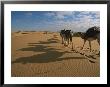 Caravan Of Camels Carry Travelers Packs Through The Sahara Desert by Peter Carsten Limited Edition Print