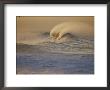 Sunlight Reflects Off Surf At Sunrise by Rich Reid Limited Edition Print