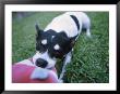 A Jack Russell Terrier Plays With A Stuffed Toy by Heather Perry Limited Edition Pricing Art Print