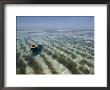 A Zanzibar Island Woman Cultivating Seaweed In The Indian Ocean by Michael S. Lewis Limited Edition Print