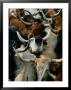 Longhorn Cattle Are Packed In During A Roundup by Joel Sartore Limited Edition Pricing Art Print
