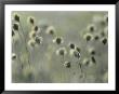 Cotton Grass Seed Heads Nod In A Breeze by Annie Griffiths Belt Limited Edition Pricing Art Print