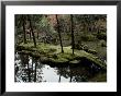 Japanese Garden At Saihoji Temple by Sam Abell Limited Edition Print
