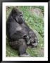 Relaxed Western Lowland Gorilla Mother Tenderly Nursing Her Infant, Melbourne Zoo, Australia by Jason Edwards Limited Edition Print