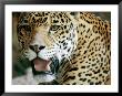 Portrait Of A Captive Jaguar, Massachusetts by Tim Laman Limited Edition Pricing Art Print