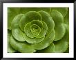 Close-Up Of Green Leafy Flower Head, Groton, Connecticut by Todd Gipstein Limited Edition Print