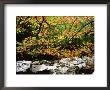Ash Tree In Fall Colour Along West Prong Of Little River, Usa by Willard Clay Limited Edition Print