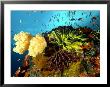 Reef With Crinoids, Komodo, Indonesia by Mark Webster Limited Edition Pricing Art Print