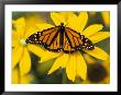 Monarch On Mexican Sunflower In The Woodland Park Zoo, Seattle, Washington, Usa by Darrell Gulin Limited Edition Print
