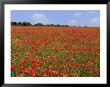 Field Of Wild Poppies, Wiltshire, England, United Kingdom by Jeremy Bright Limited Edition Print